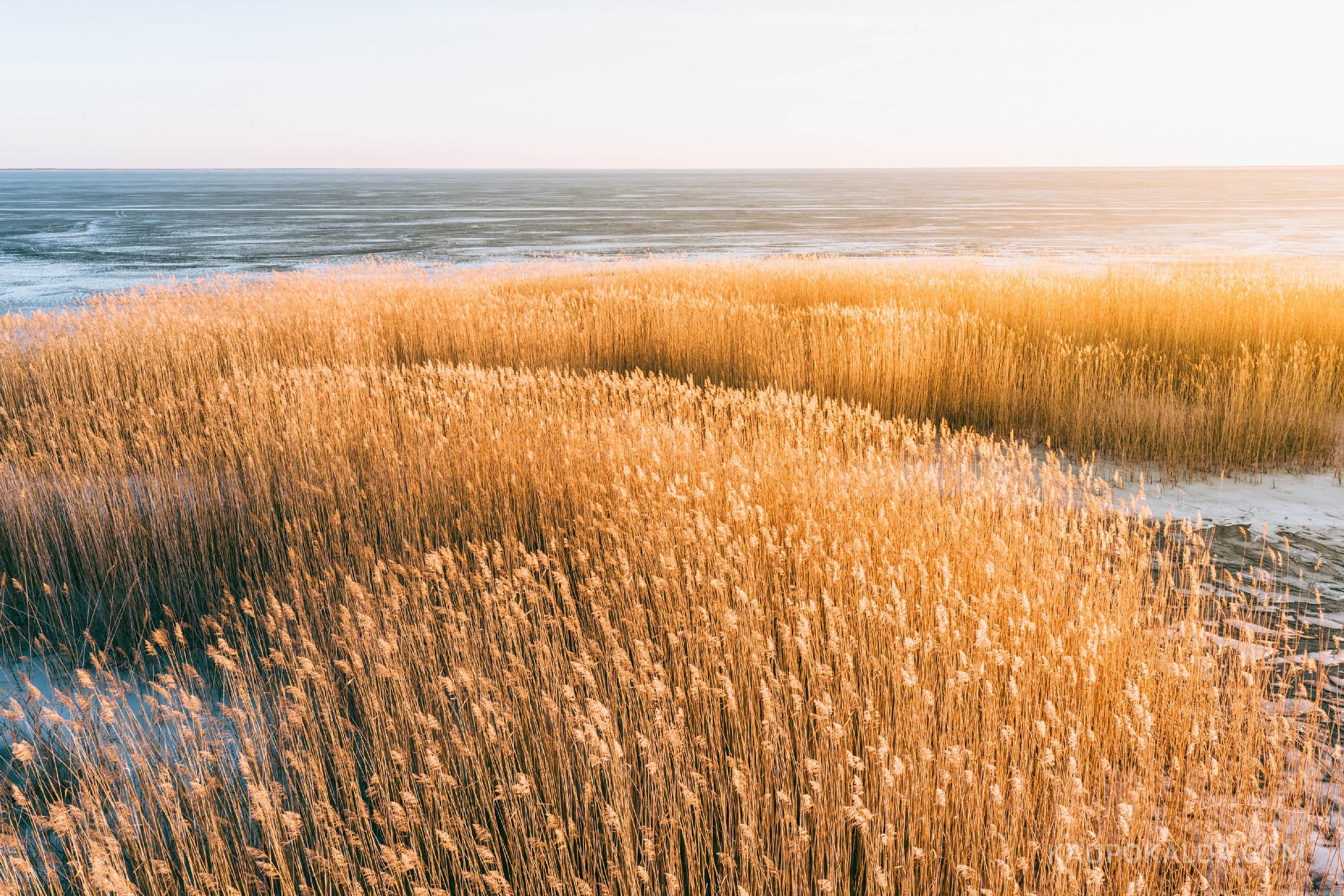 Puhas kuld Võrtsjärvel