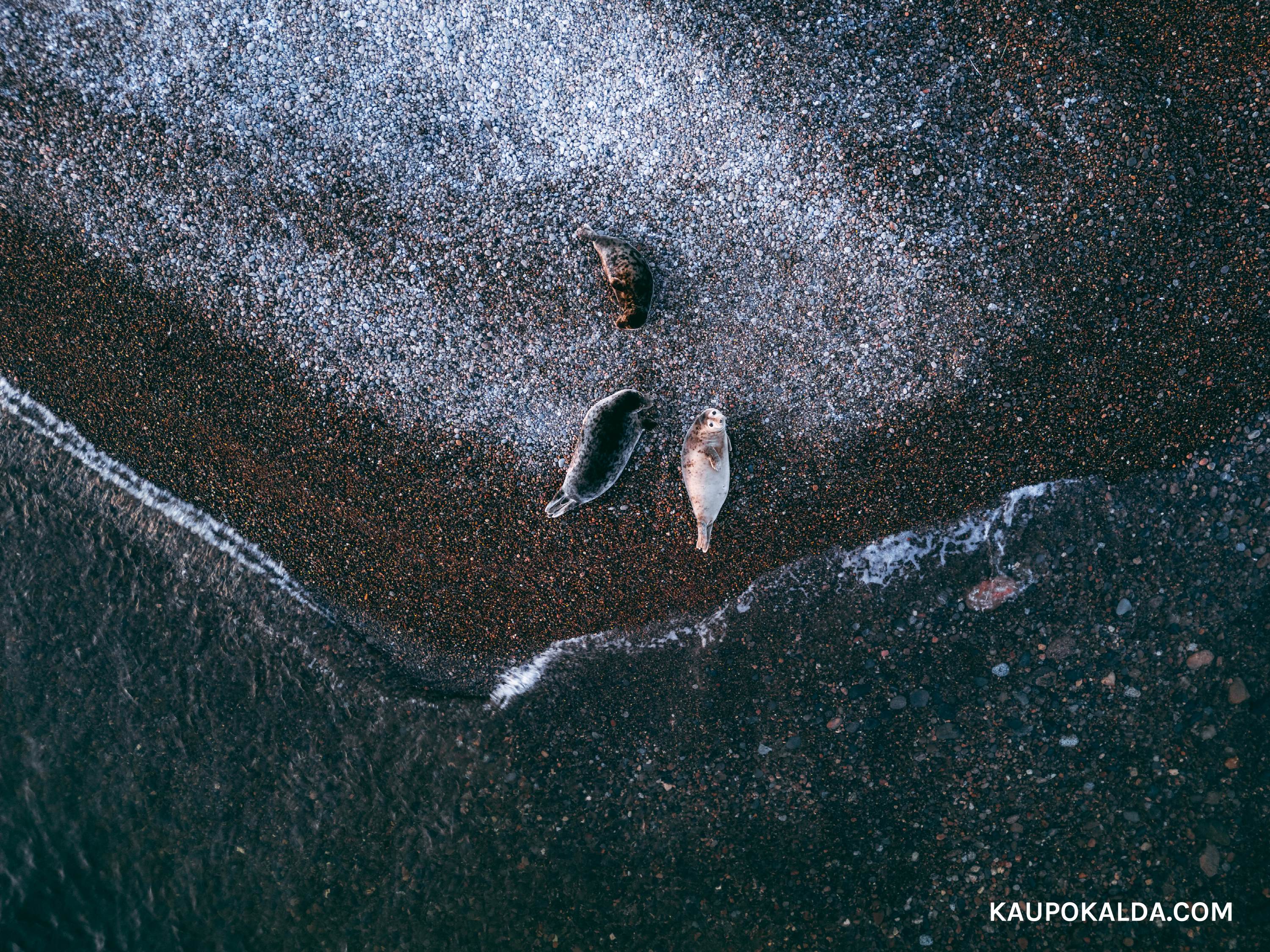 Hülged Keri Kagusäärel