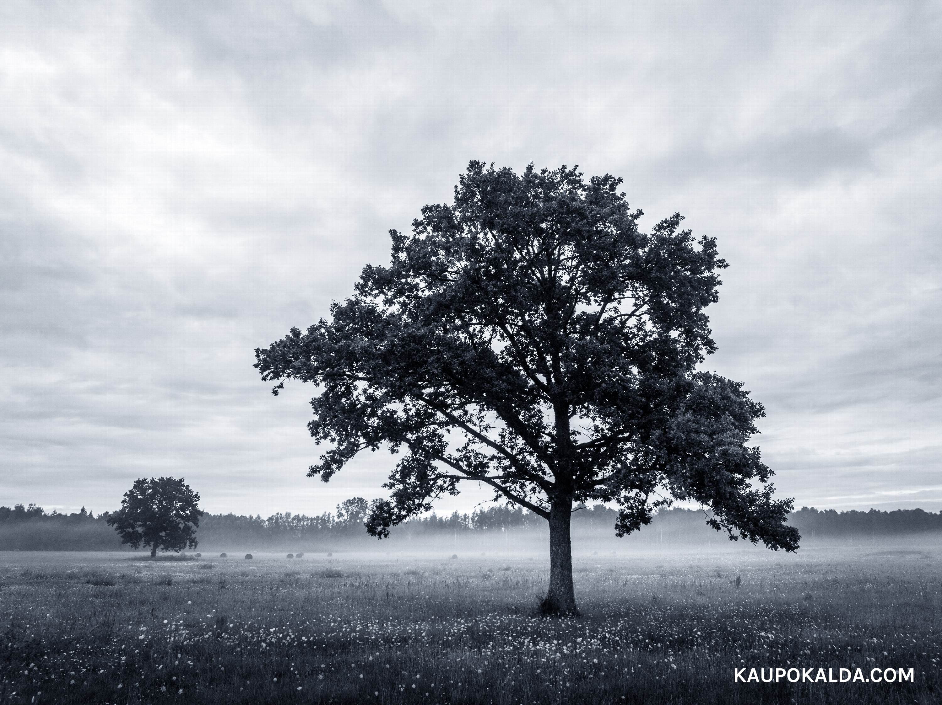 II samba sissemakse võimalus kasvab alates 2024 jaanuarist kuni 6%-ni